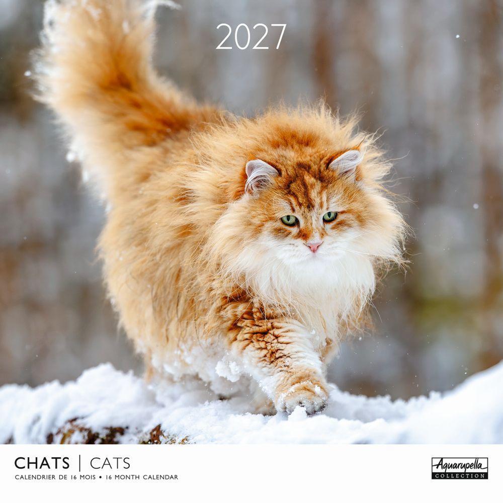 Cats 2027 Calendar (30 x 30 cm)