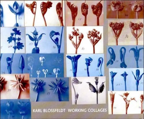 Karl Blossfeldt: Working Collages  by Ann Wilde at Abbey's Bookshop, 