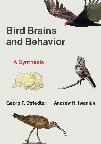 Bird Brains and Behavior: A Synthesis  by Georg F. Striedter at Abbey's Bookshop, 