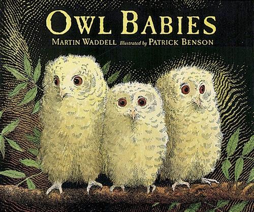 Owl Babies Big Book  by Martin Waddell at Abbey's Bookshop, 