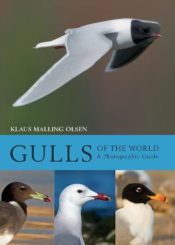 Gulls of the World: A Photographic Guide  by Klaus Malling Olsen at Abbey's Bookshop, 