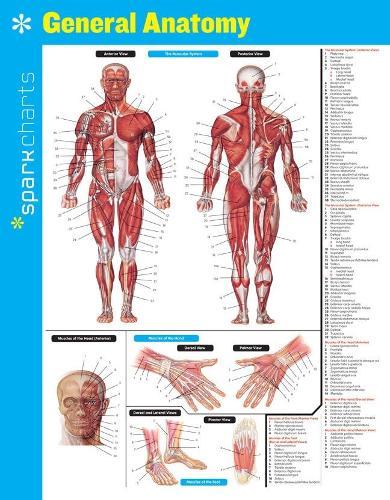 General Anatomy SparkCharts  by SparkNotes at Abbey's Bookshop, 