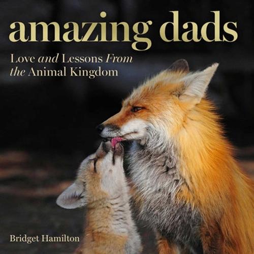 Amazing Dads  by Bridget Hamilton at Abbey's Bookshop, 