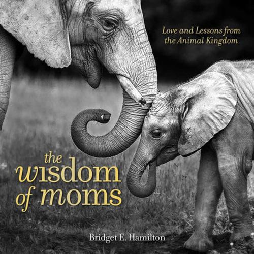 The Wisdom of Moms  by Bridget Hamilton at Abbey's Bookshop, 