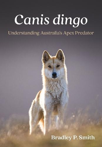 Canis dingo: Understanding Australia’s Apex Predator