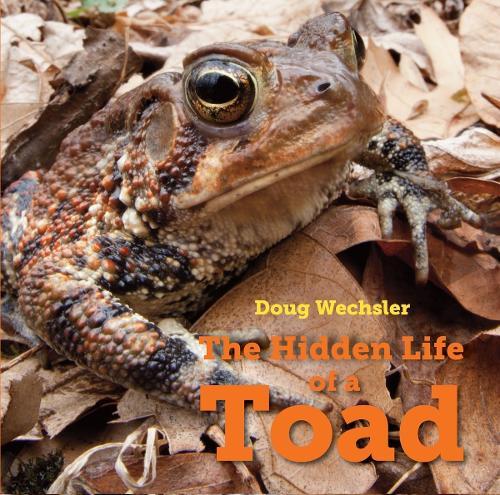 The Hidden Life of a Toad  by Doug Wechsler at Abbey's Bookshop, 