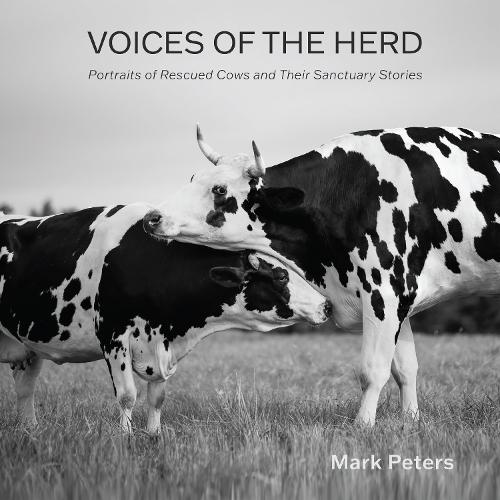 Voices of the Herd: Portraits of Rescued Cows and Their Sanctuary Stories  by Mark Peters at Abbey's Bookshop, 