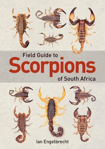 Field Guide to Scorpions of South Africa  by Ian Engelbrecht at Abbey's Bookshop, 