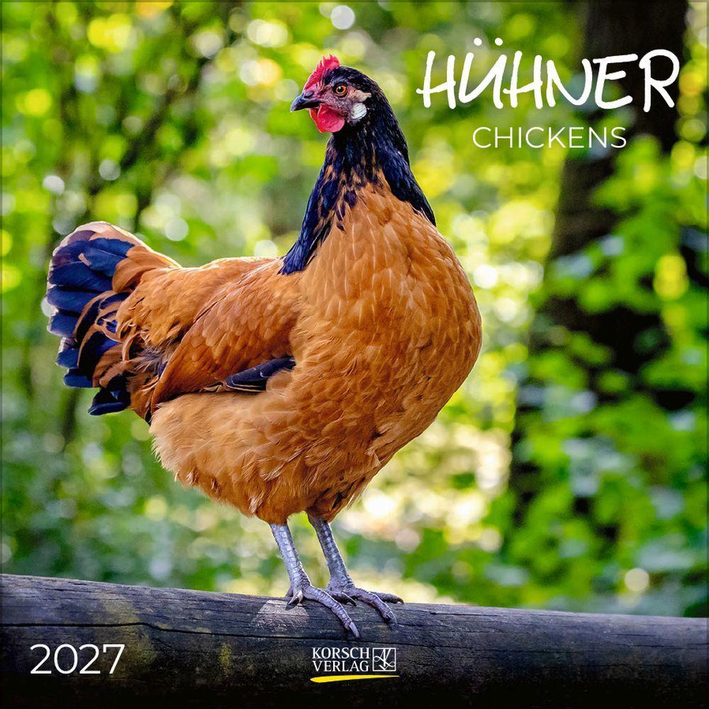 Chickens 2027 Calendar (30 x 30 cm)