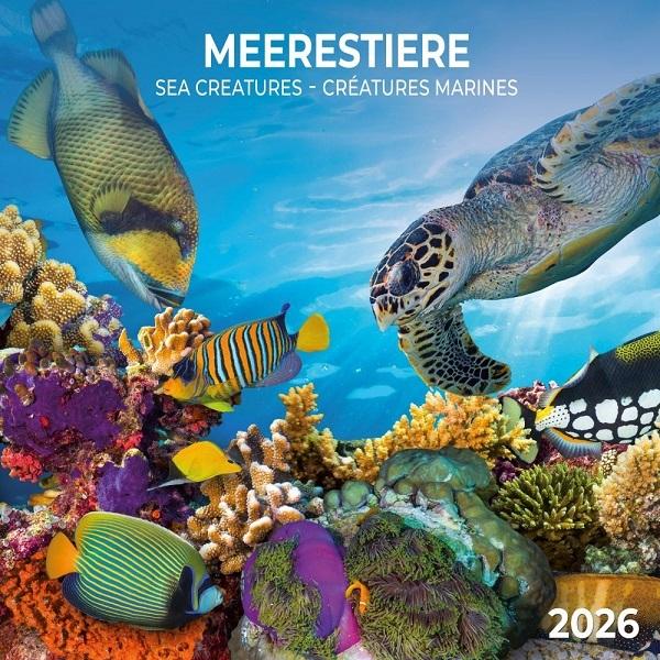 Sea Animals 2026 Calendar (30 x 30 cm)  by Vevoke at Abbey's Bookshop, 