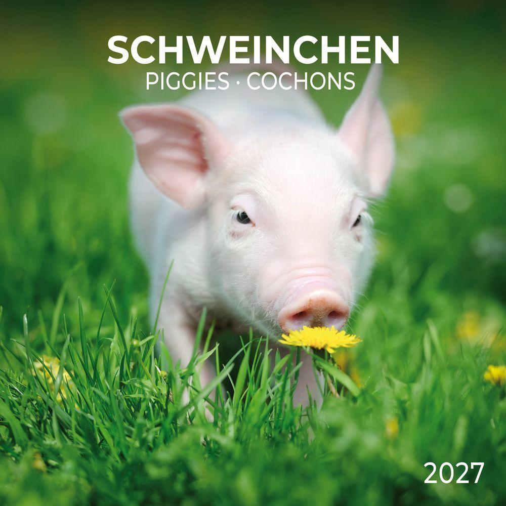 Piggies 2027 Calendar (30 x 30 cm)