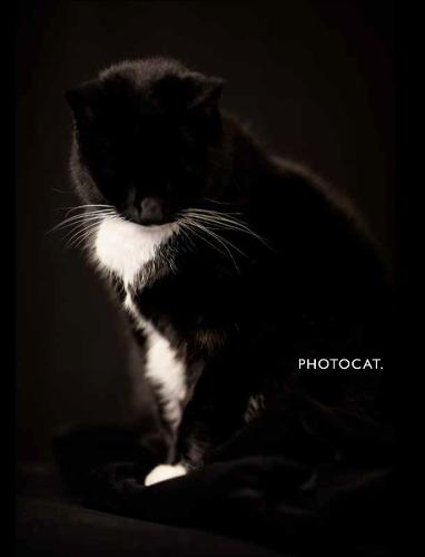 PhotoCat.  by Sacha de Boer at Abbey's Bookshop, 